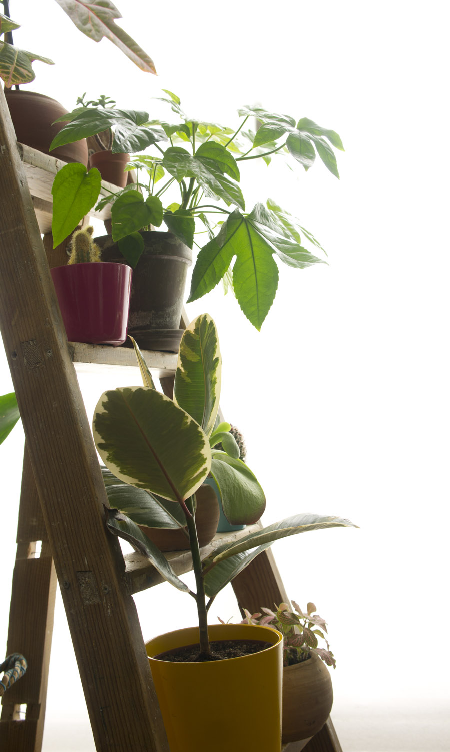 Ideas para decorar con plantas y darle un toque verde a tu casa · Design,  art and sustainability