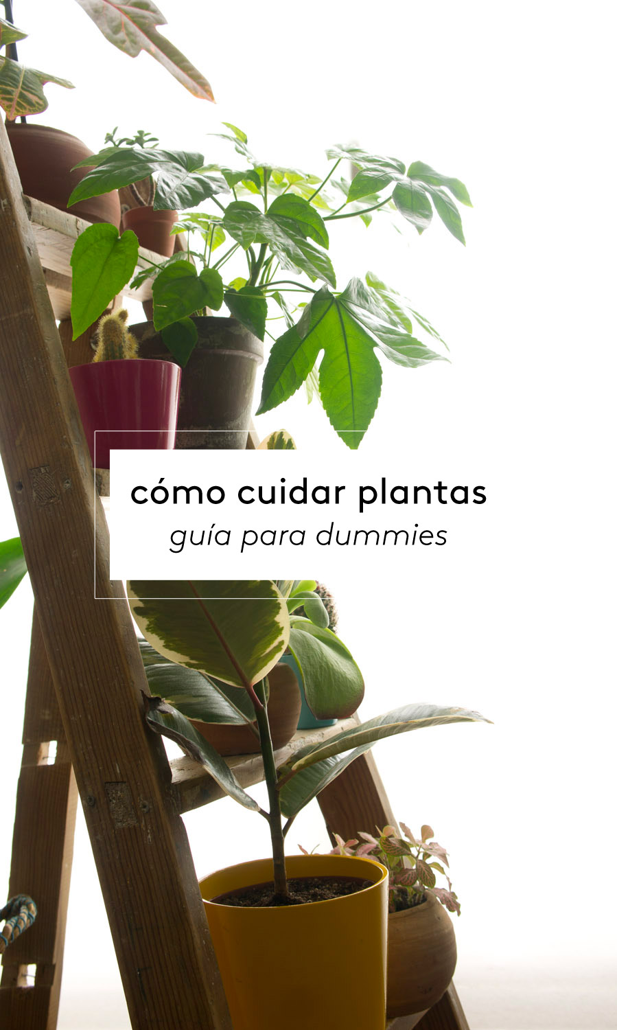 Guia para cuidar de plantas em casa (e as 10 mais simples de manter) –  Observador